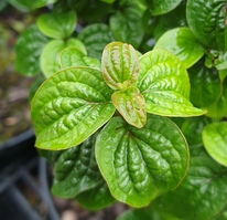 Cornus sanguinea 'Compressa'